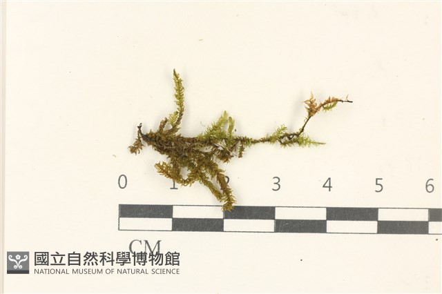 登錄號:B00002347藏品圖，第1張