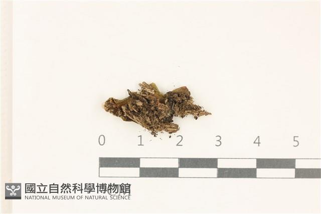 蛇苔藏品圖，第1張