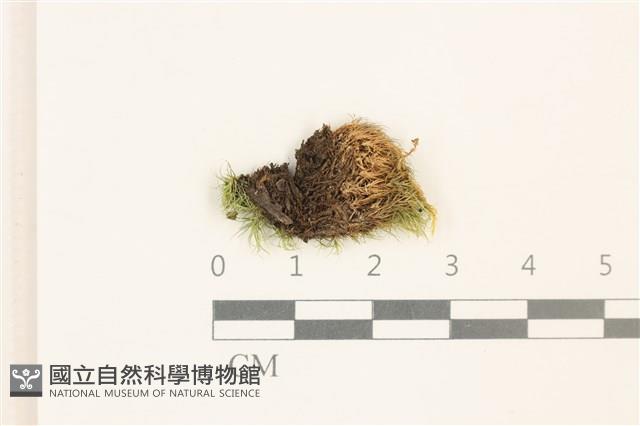 脆枝曲柄蘚藏品圖，第1張