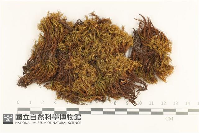 梨蒴珠蘚長形變種藏品圖，第1張