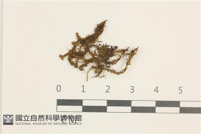 日本鞭苔藏品圖，第1張