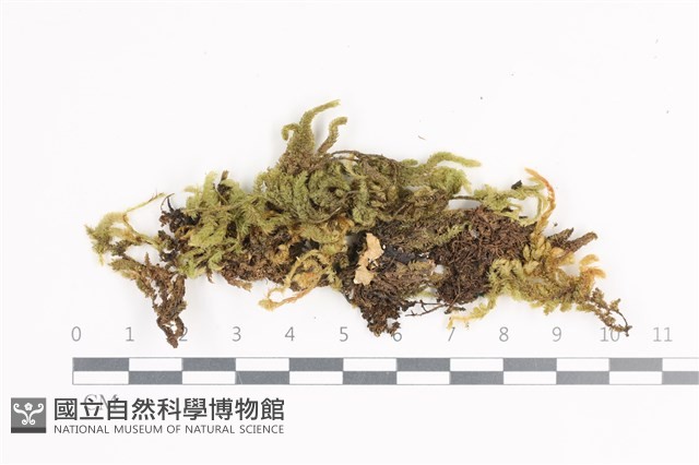 毛扭蘚藏品圖，第1張