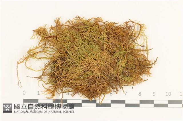 長葉牛角蘚藏品圖，第1張