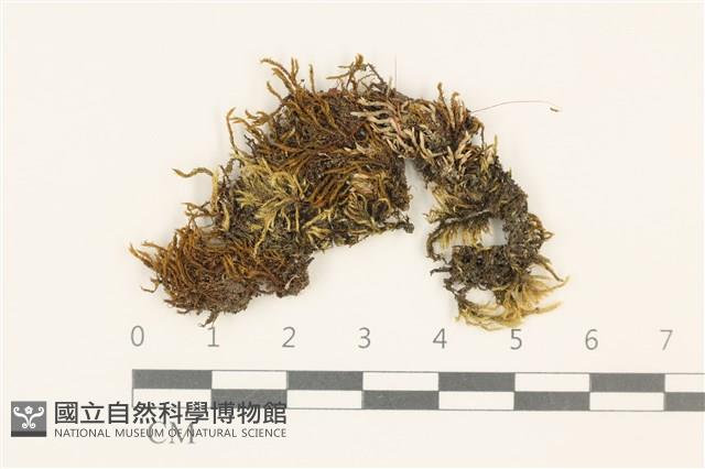 真蘚藏品圖，第1張