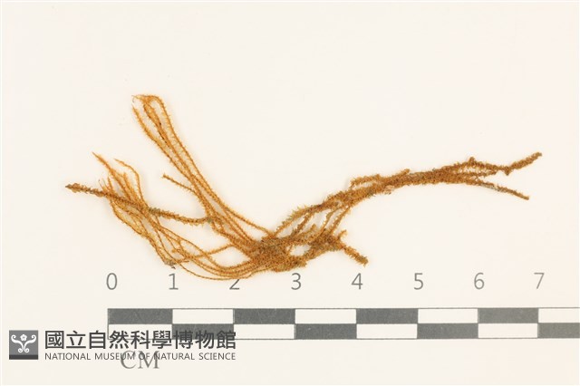 齒邊廣萼苔藏品圖，第1張