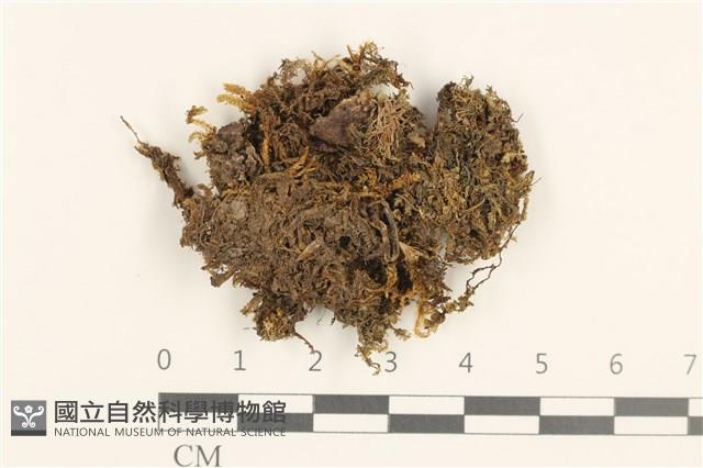 睫毛苔藏品圖，第1張