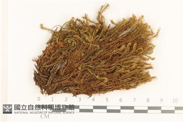 梨蒴珠蘚長形變種藏品圖，第1張