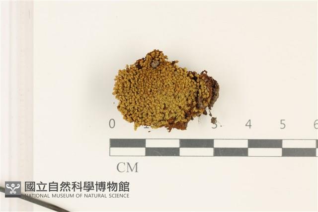索氏叢本蘚藏品圖，第1張