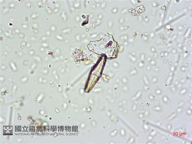 登錄號:A00004667藏品圖，第4張