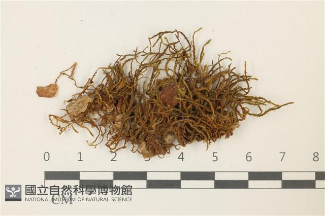碎葉牛舌蘚藏品圖，第1張