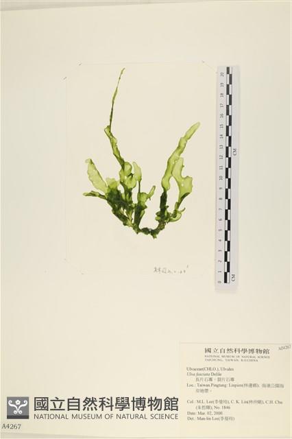 長片石蓴, 裂片石蓴藏品圖，第1張