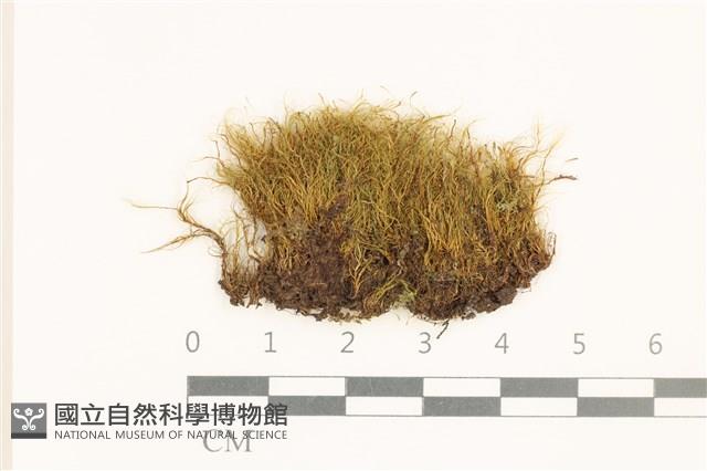 三角葉護蒴苔藏品圖，第1張