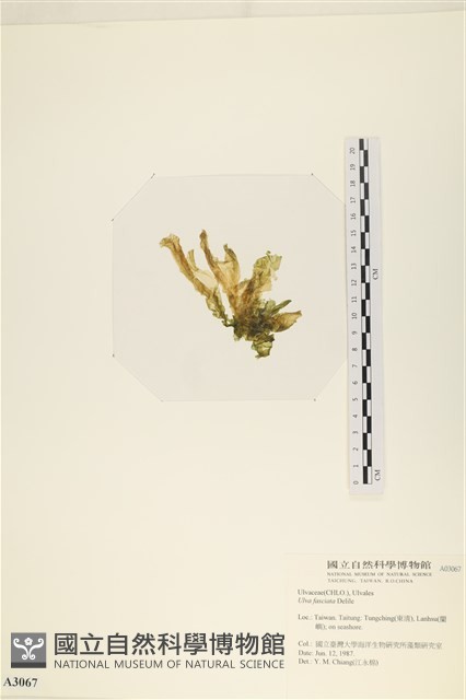 長片石蓴, 裂片石蓴藏品圖，第3張