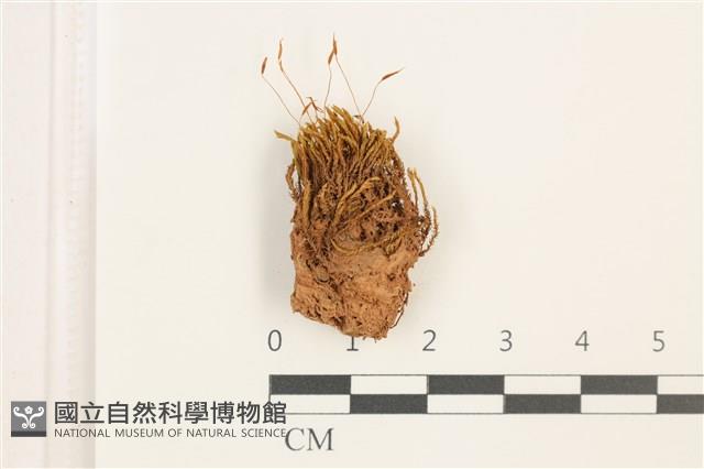 登錄號:B00018167藏品圖，第1張