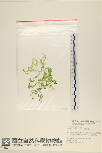 網石蓴藏品圖，第1張
