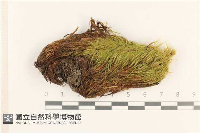 登錄號:B00016567藏品圖，第1張