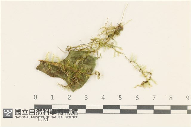 登錄號:B00009467藏品圖，第1張