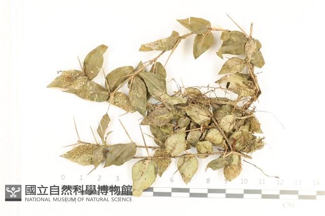 登錄號:B00005467藏品圖，第1張