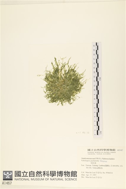 指枝藻藏品圖，第1張