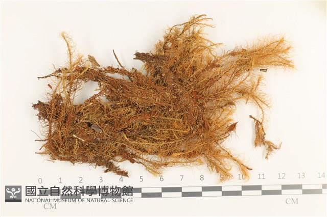 登錄號:B00000467藏品圖，第1張