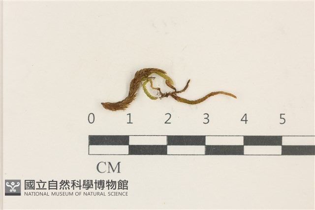 登錄號:B00013467藏品圖，第1張