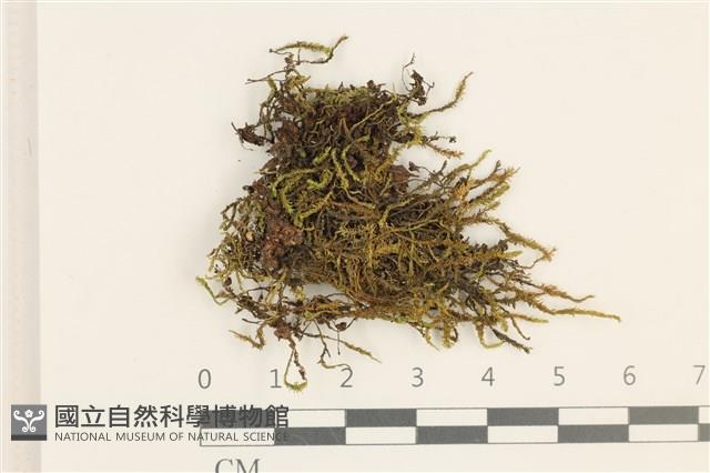 登錄號:B00009367藏品圖，第1張