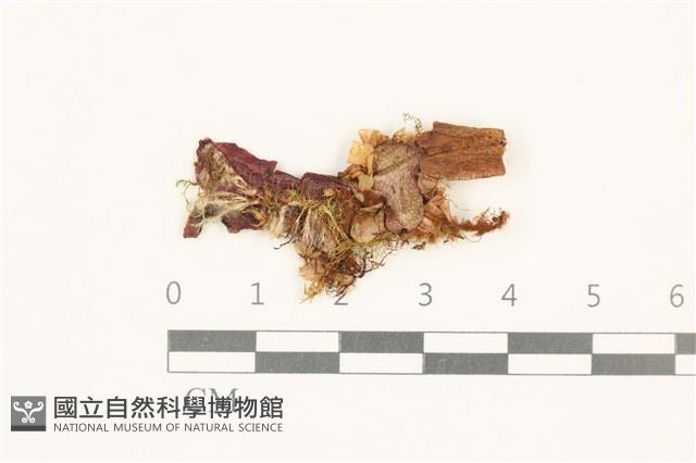 蛇苔藏品圖，第1張