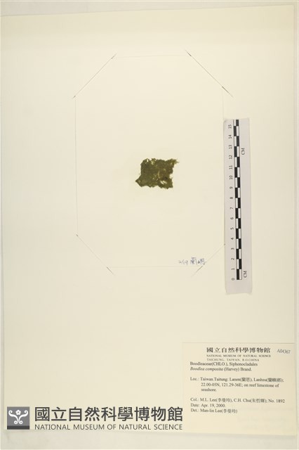 布氏藻藏品圖，第3張
