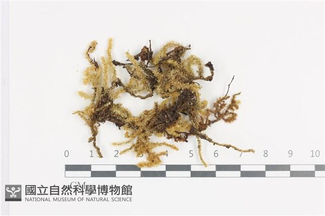 登錄號:B00011367藏品圖，第1張