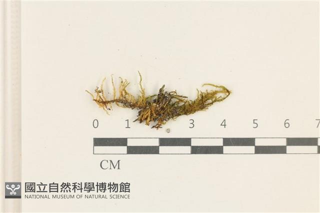 登錄號:B00020367藏品圖，第1張