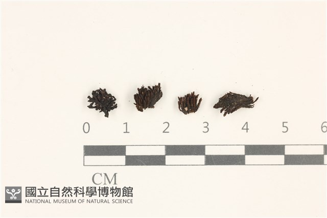 登錄號:B00003367藏品圖，第1張