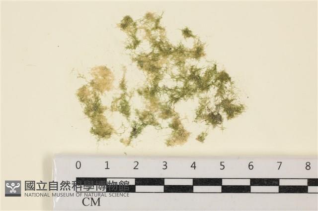 布氏藻藏品圖，第1張