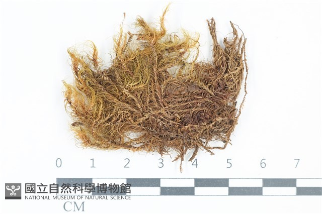 登錄號:B00013767藏品圖，第1張