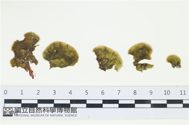登錄號:A00005607藏品圖，第1張