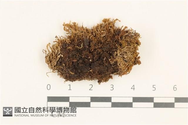細裂瓣苔藏品圖，第1張