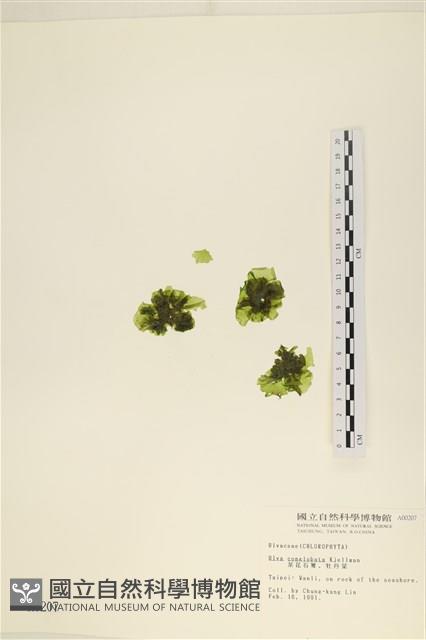 茶花石蓴, 牡丹菜藏品圖，第1張