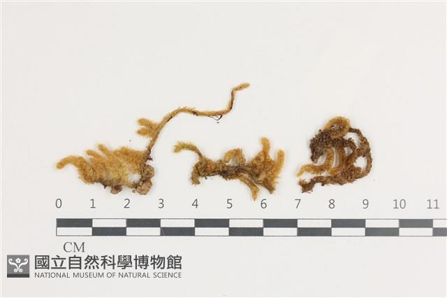 毛扭蘚藏品圖，第1張