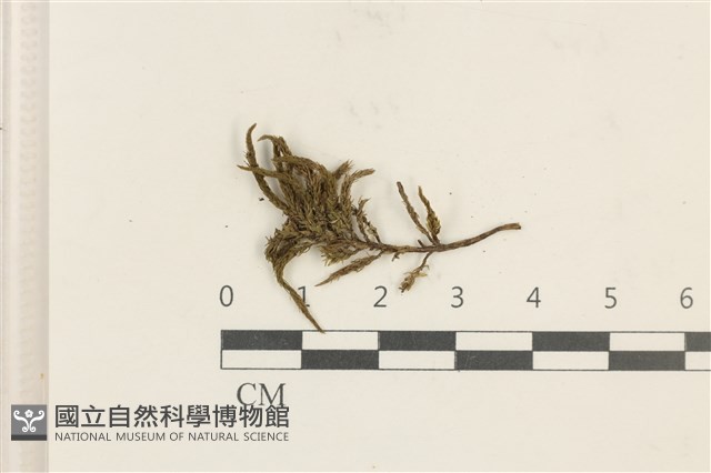 登錄號:B00006007藏品圖，第1張