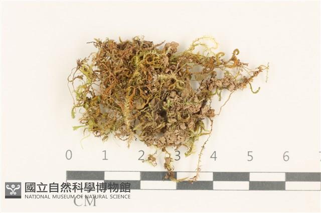 登錄號:B00013007藏品圖，第1張