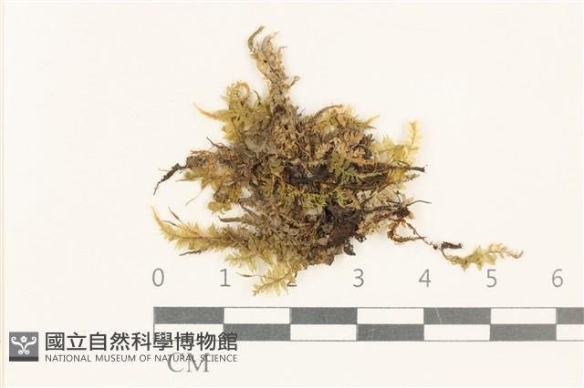 粗齒雉尾蘚藏品圖，第1張