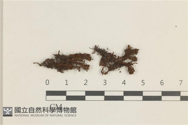 登錄號:B00015107藏品圖，第1張