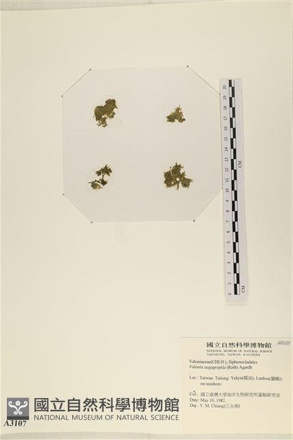 法囊藻藏品圖，第1張