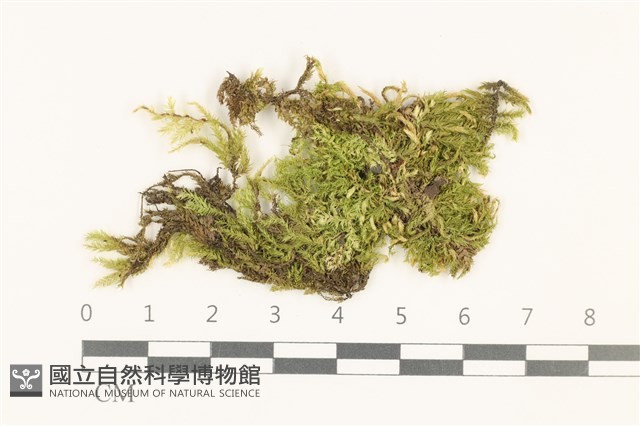 白青蘚藏品圖，第1張