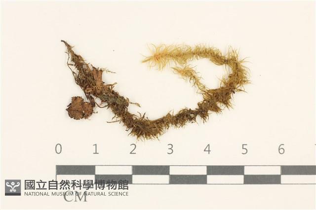 大熱澤蘚藏品圖，第1張