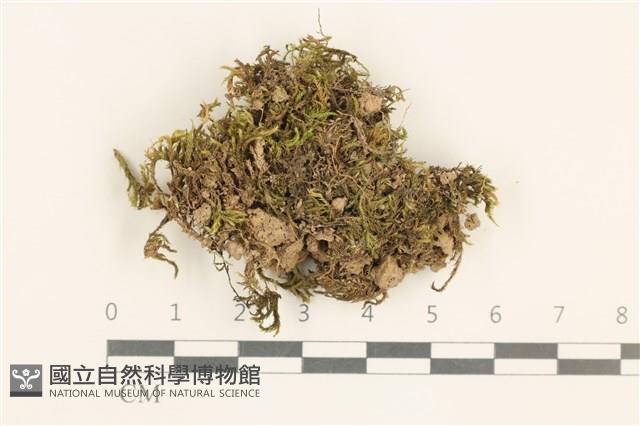 登錄號:B00017507藏品圖，第1張
