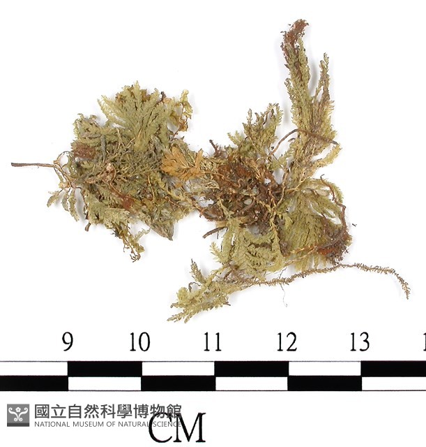 登錄號:B00010507藏品圖，第1張