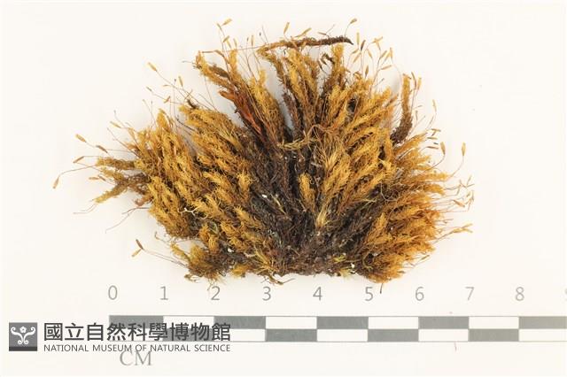 日本曲柄蘚藏品圖，第1張