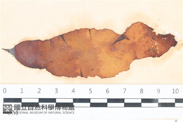 登錄號:A00003507藏品圖，第1張