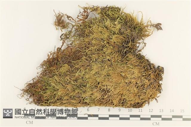 登錄號:B00012407藏品圖，第1張