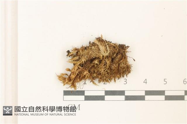 脆枝曲柄蘚藏品圖，第1張